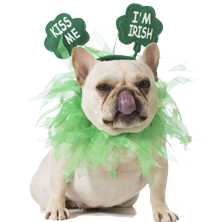 This Date with Nate™ - St Patrick's Day pet costume